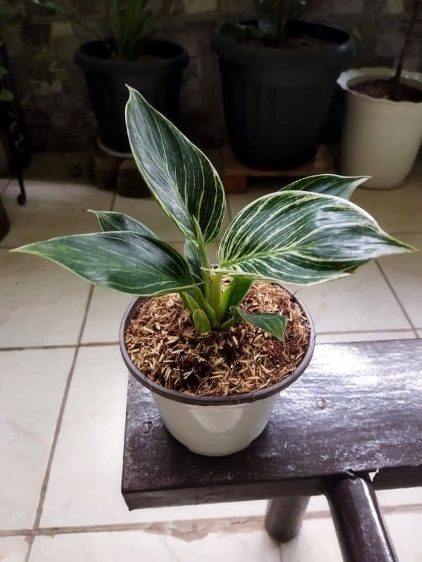 philodendron birkin in pot