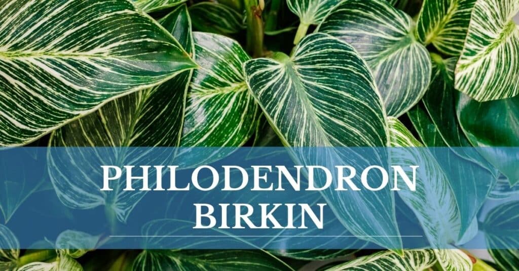 philodendron birkin leaves