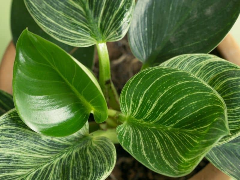 philodendron birkin leaves close up