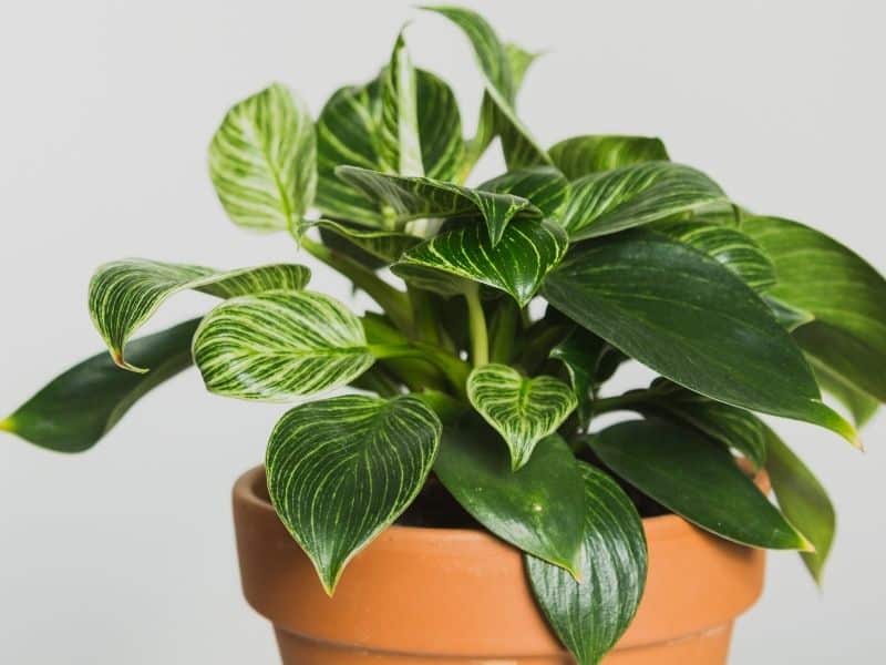 philodendron birkin in terra cotta pot