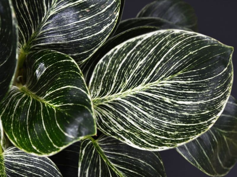 philodendron birkin variegation