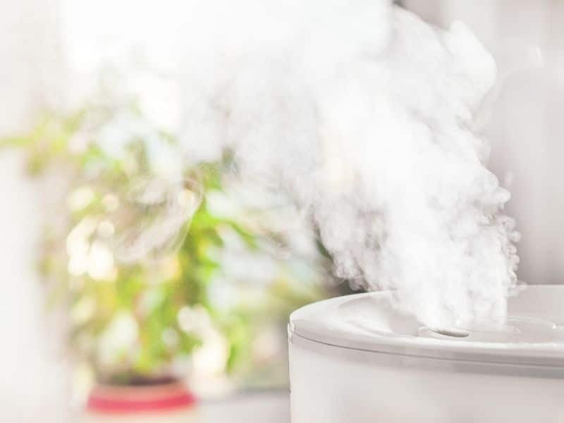 plant humidifier