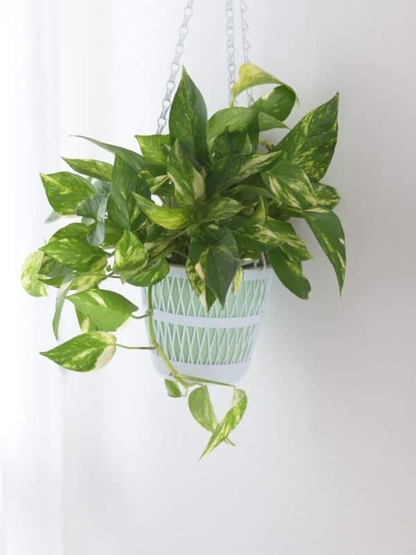 pothos in hanging basket