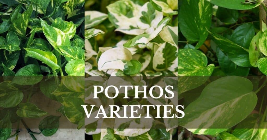 pothos varieties