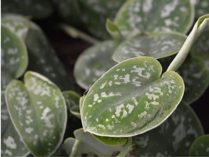 satin pothos