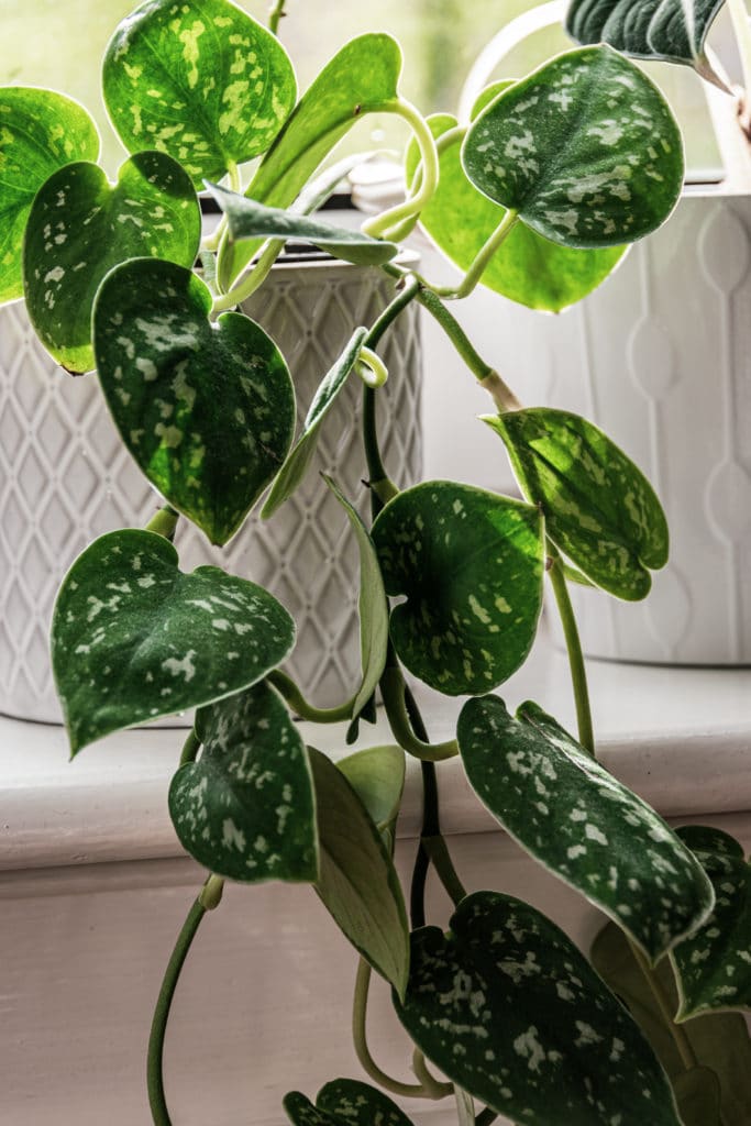 satin pothos