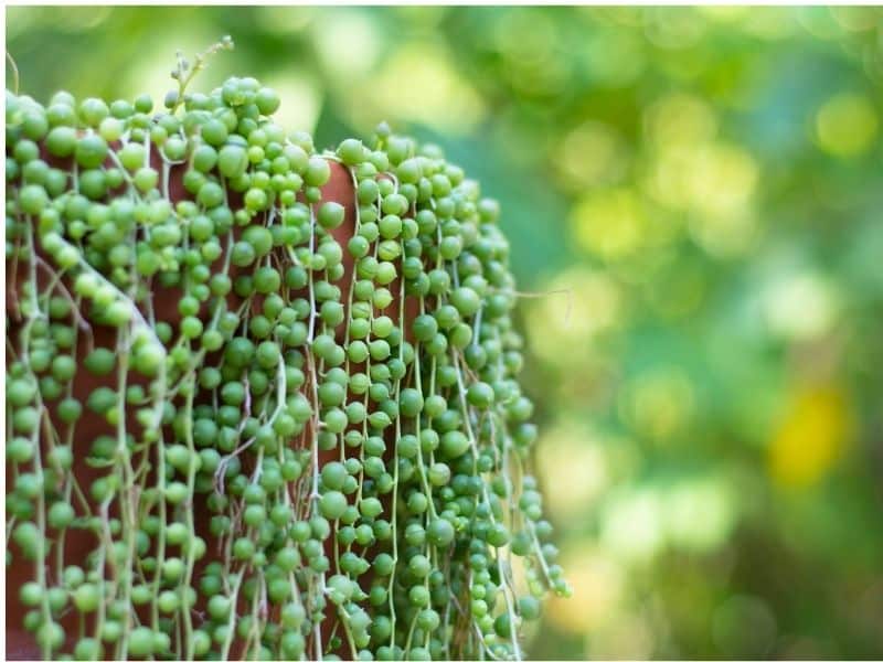string of pearls plant close up