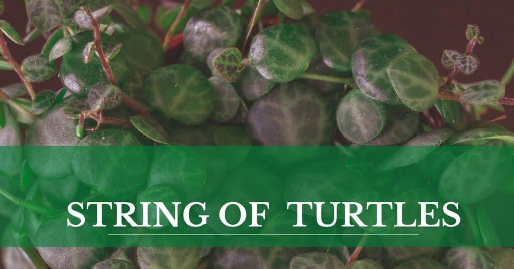 string of turtles close up
