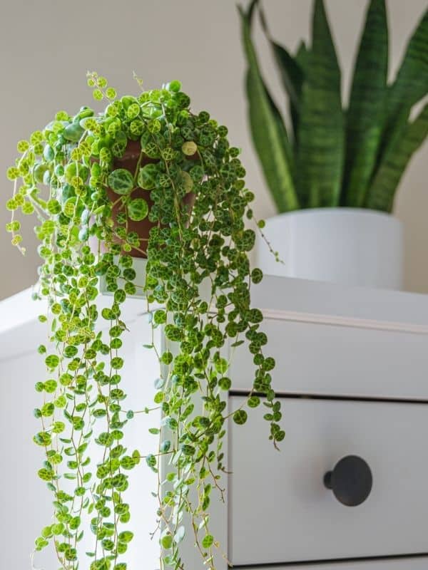 string of turtles on shelf with trailing vines
