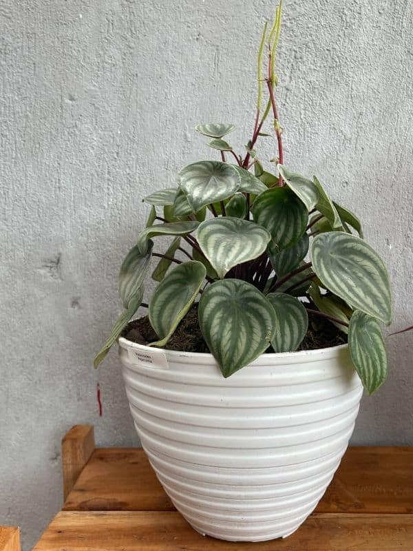watermelon peperomia in pot
