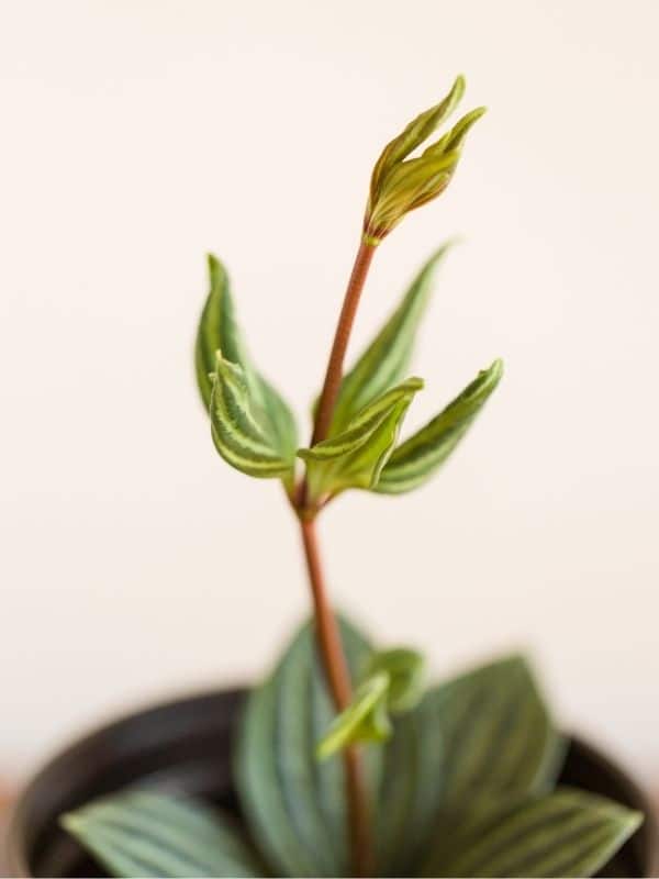 watermelon peperomia new growth