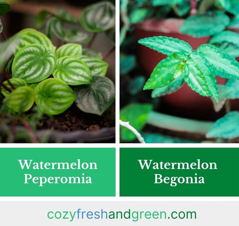 difference between watermelon peperomia and watermelon begonia