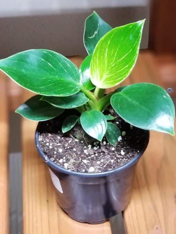Young Philodendron Birkin