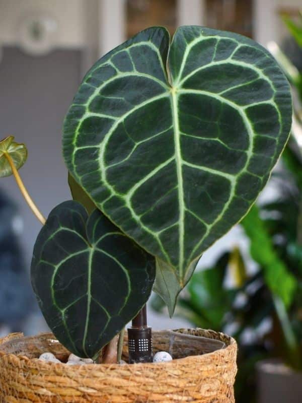 Anthurium Clarinervium in  a Basket