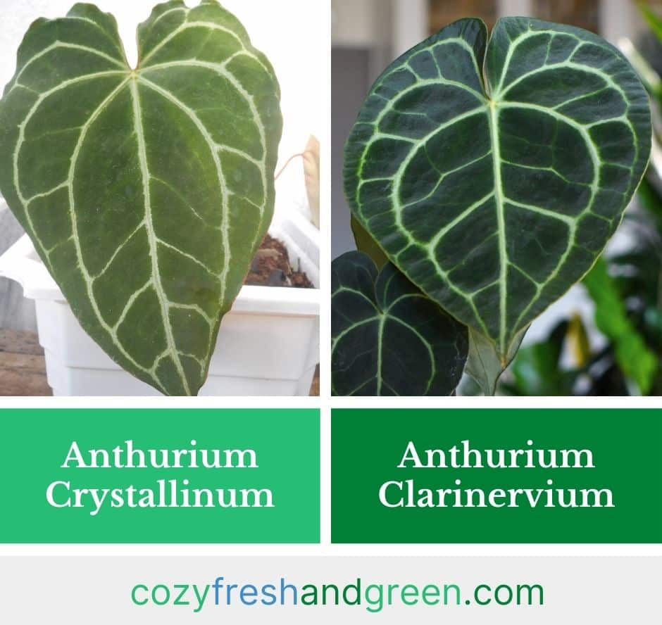 Anthurium Crystallinum vs Clarinervium