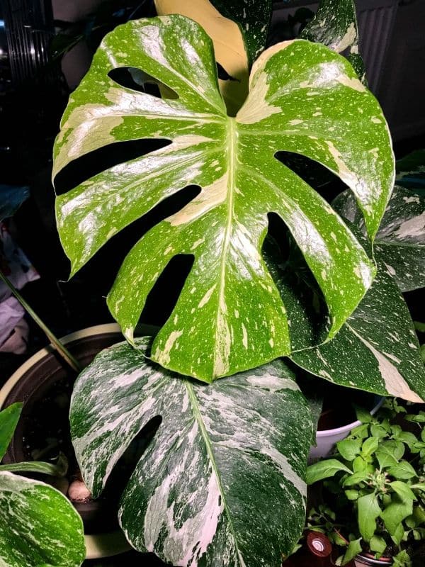 Monstera Albo and Thai Constellation leaves
