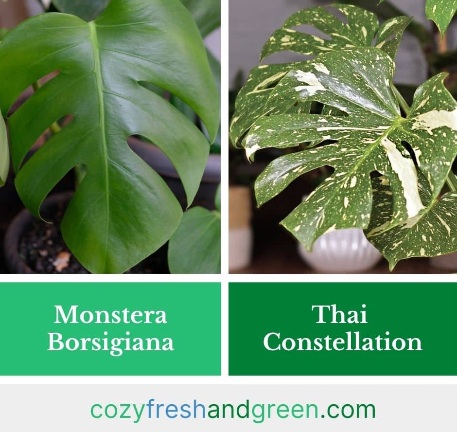 Showing difference  between Monstera Borsigiana and Thai Constellation