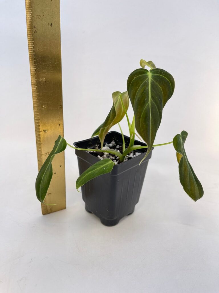 Philodendron Melanochrysum 