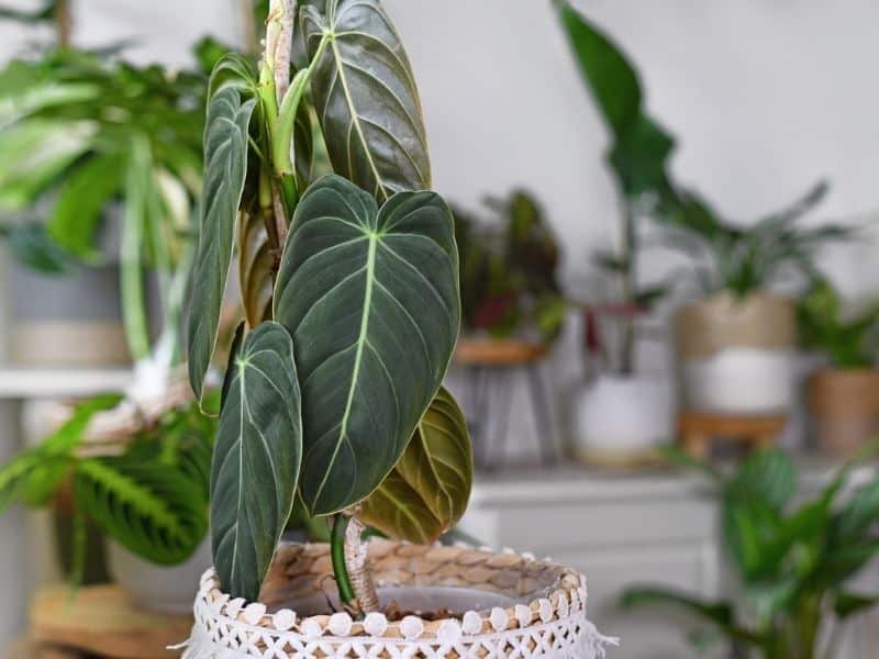 Melano plant in a pot