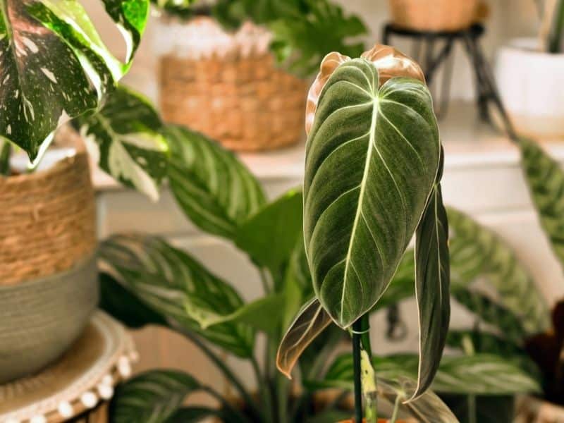 Black Gold Philodendron in a pot close up 