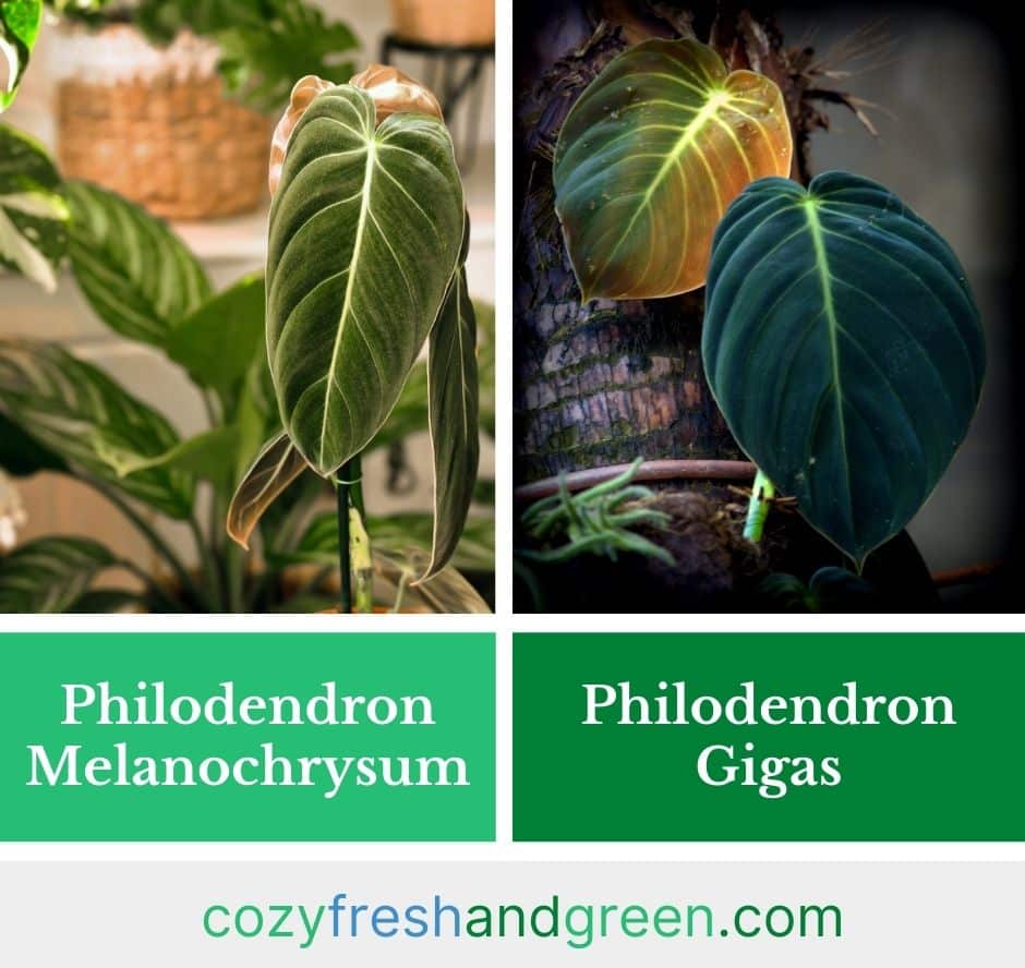 Philodendron Melanochrysum vs. Gigas