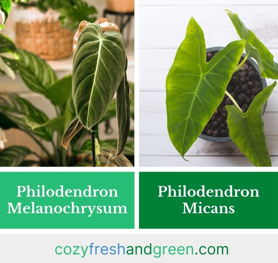 Philodendron Melanochrysum vs. Micans