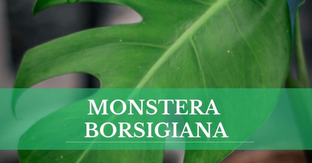 monstera borsigiana
