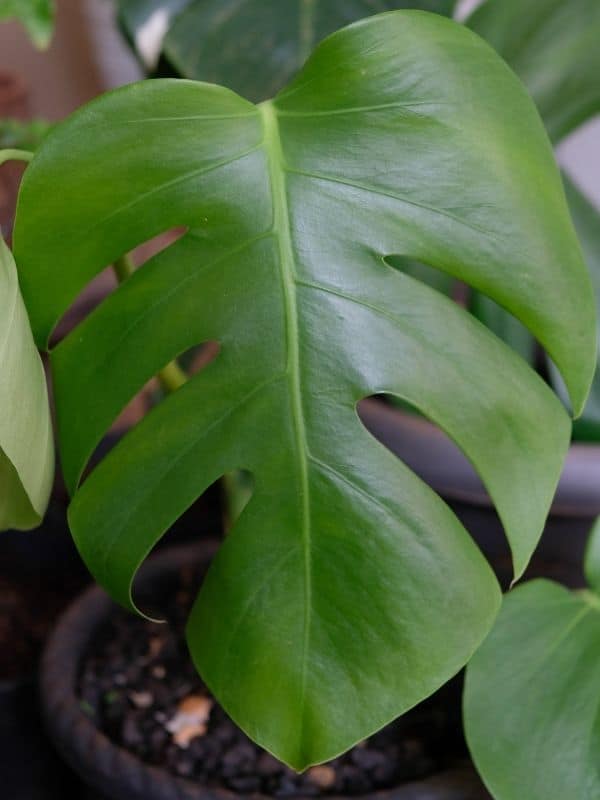 monstera borsigiana leaf close up