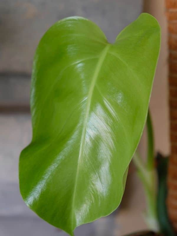 monstera borsigiana leaf no fenestrations