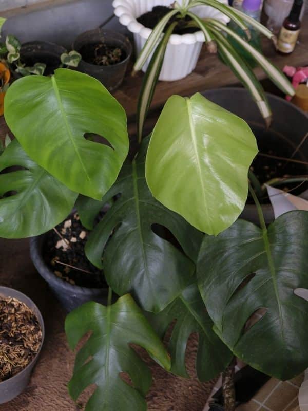 monstera borsigiana leaves young and mature