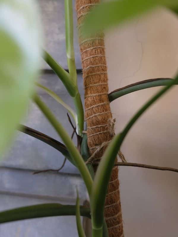 monstera borsigiana on a support pole 