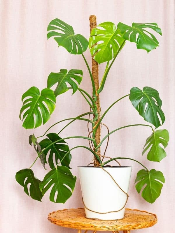 Monstera Potted With Moss Pole