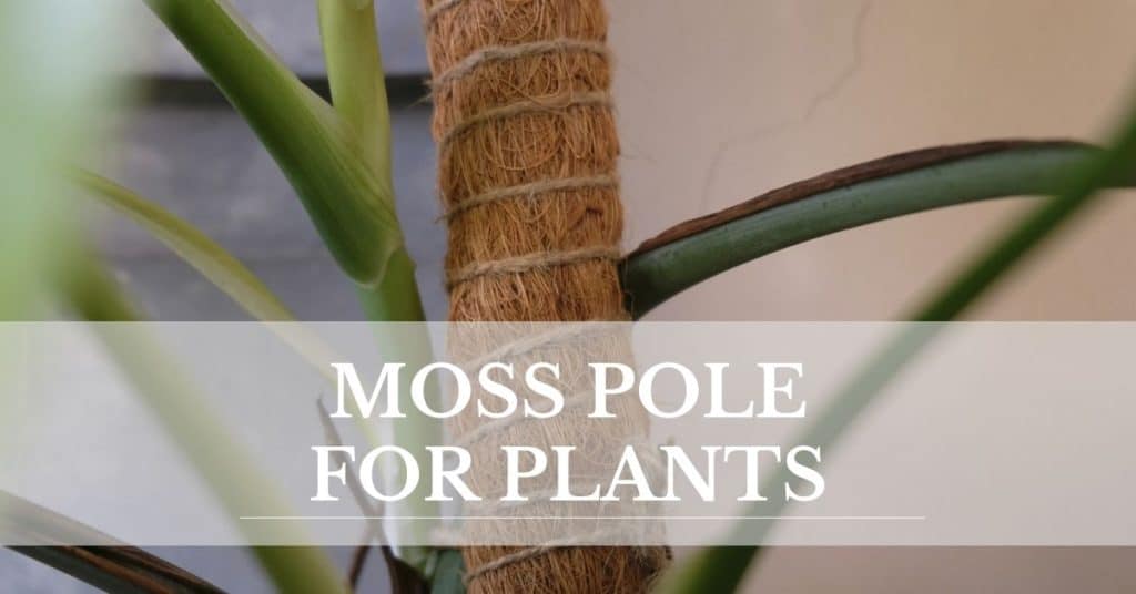 moss pole for plants