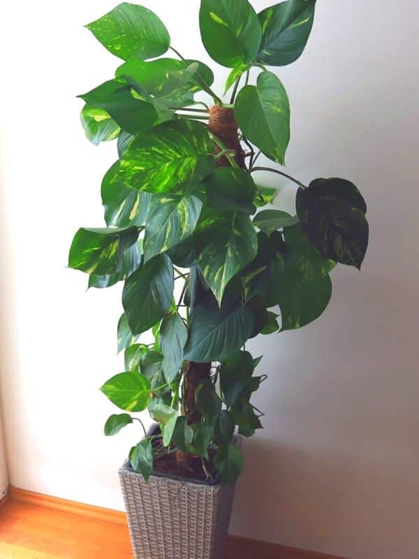philodendron on moss pole