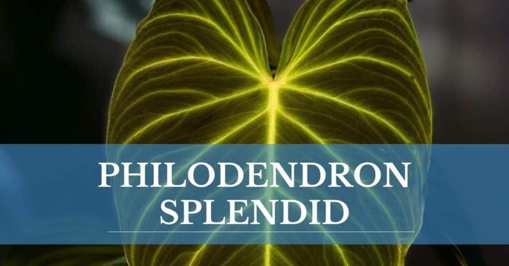 philodendron splendid