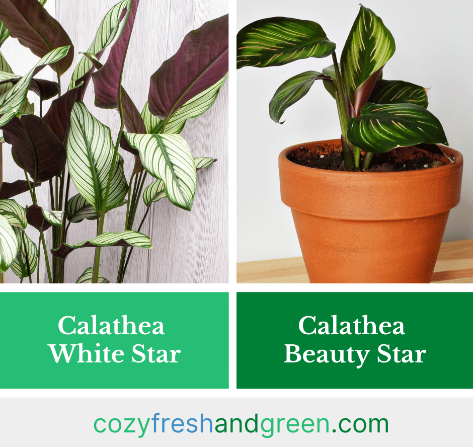 calathea white star vs beauty star