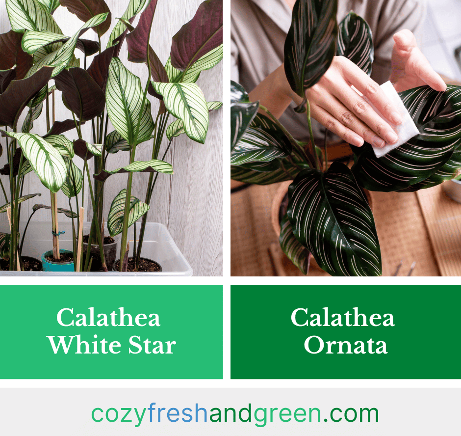calathea white star vs. ornata