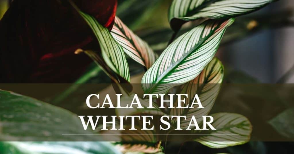 calathea white star