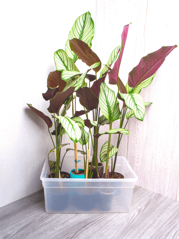 what star calathea