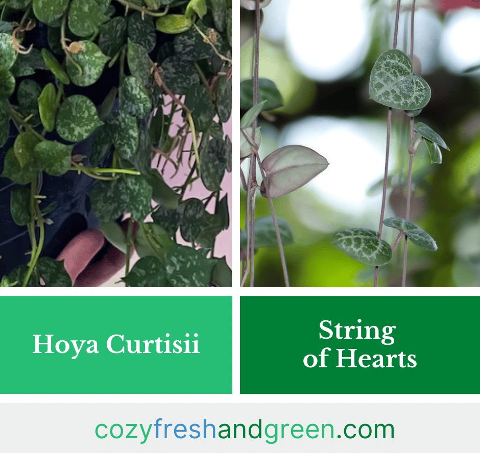 hoya curtisii vs. string of hearts