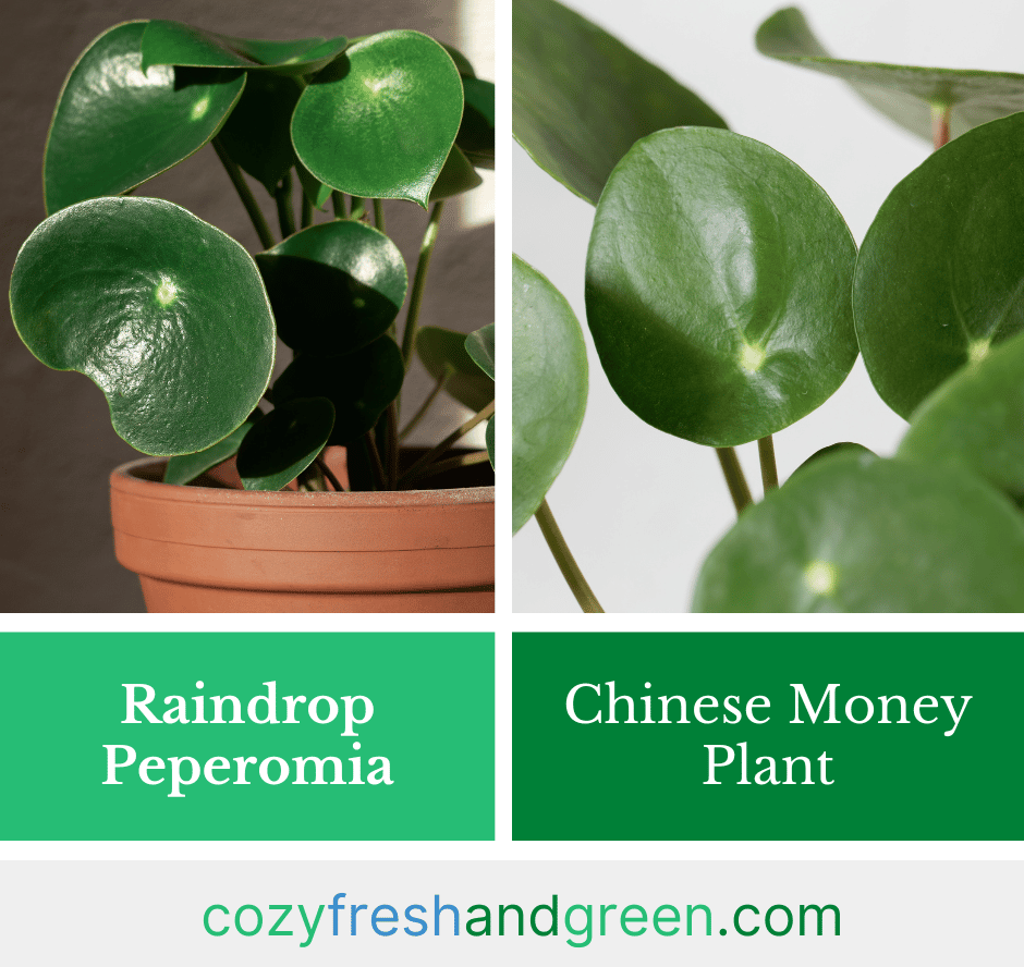 Raindrop Peperomia vs. Pilea (Chinese Money Plant)