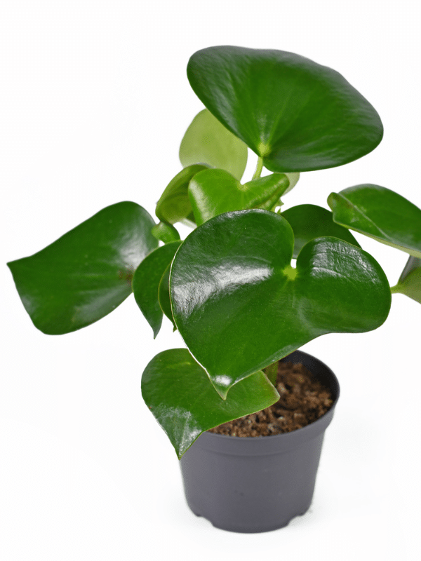 peperomia polybotrya