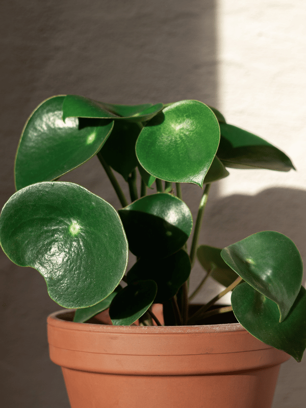 raindrop peperomia