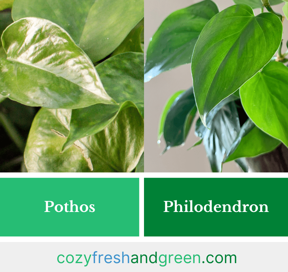 philodendron vs. pothos side by side