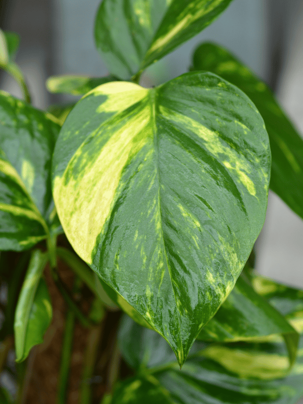 pothos leaf close up