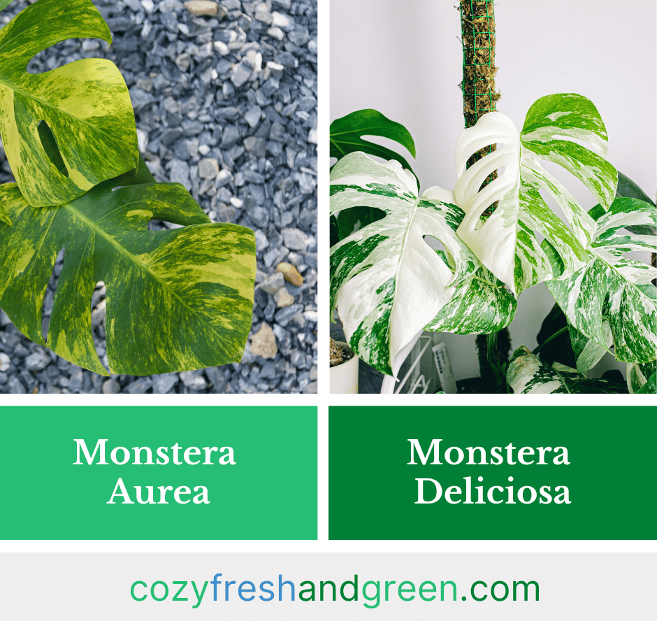 monstera aurea and monstera delicosa side by side
