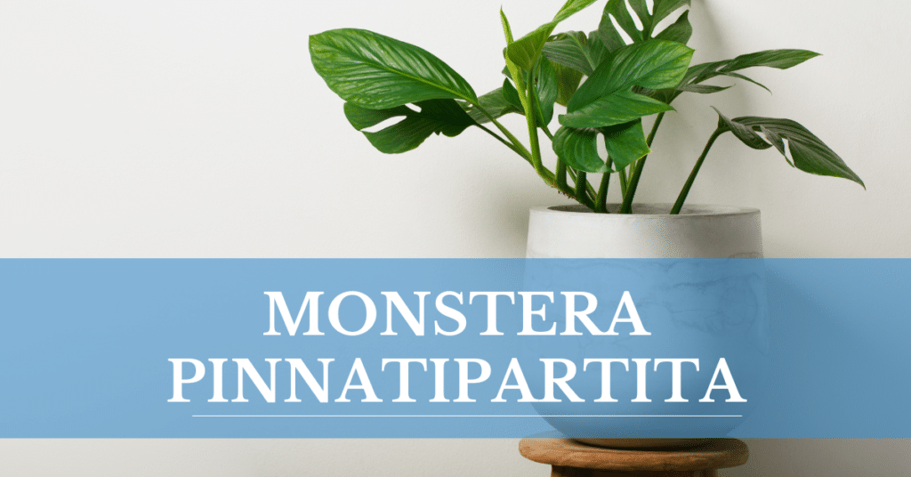 Monstera Pinnatipartita