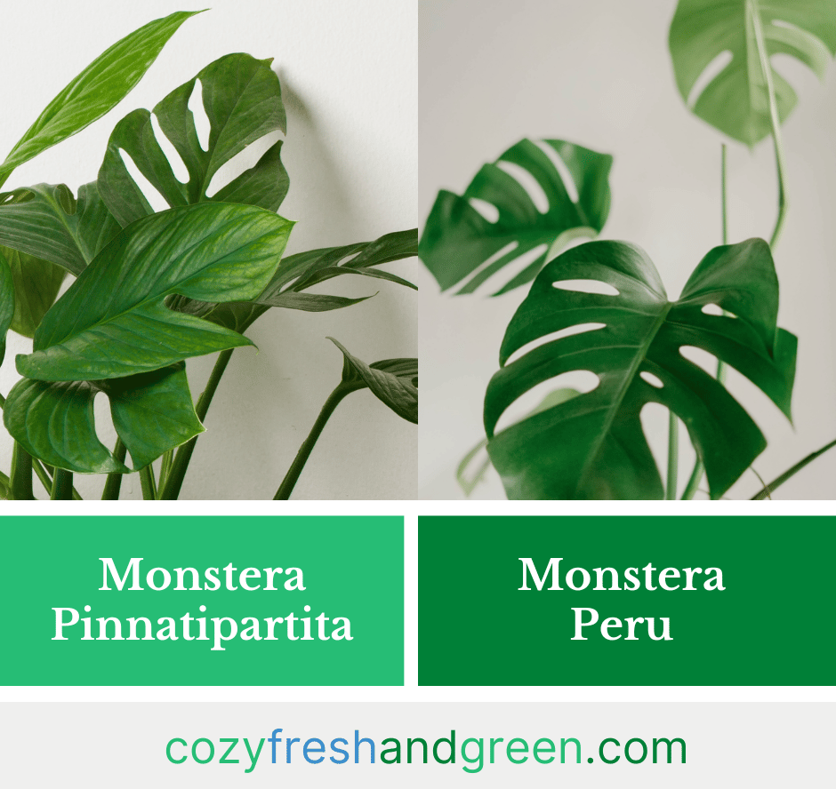 Monstera Pinnatipartita vs. Monstera Peru