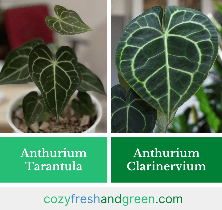 anthurium tarantula vs clarinervium