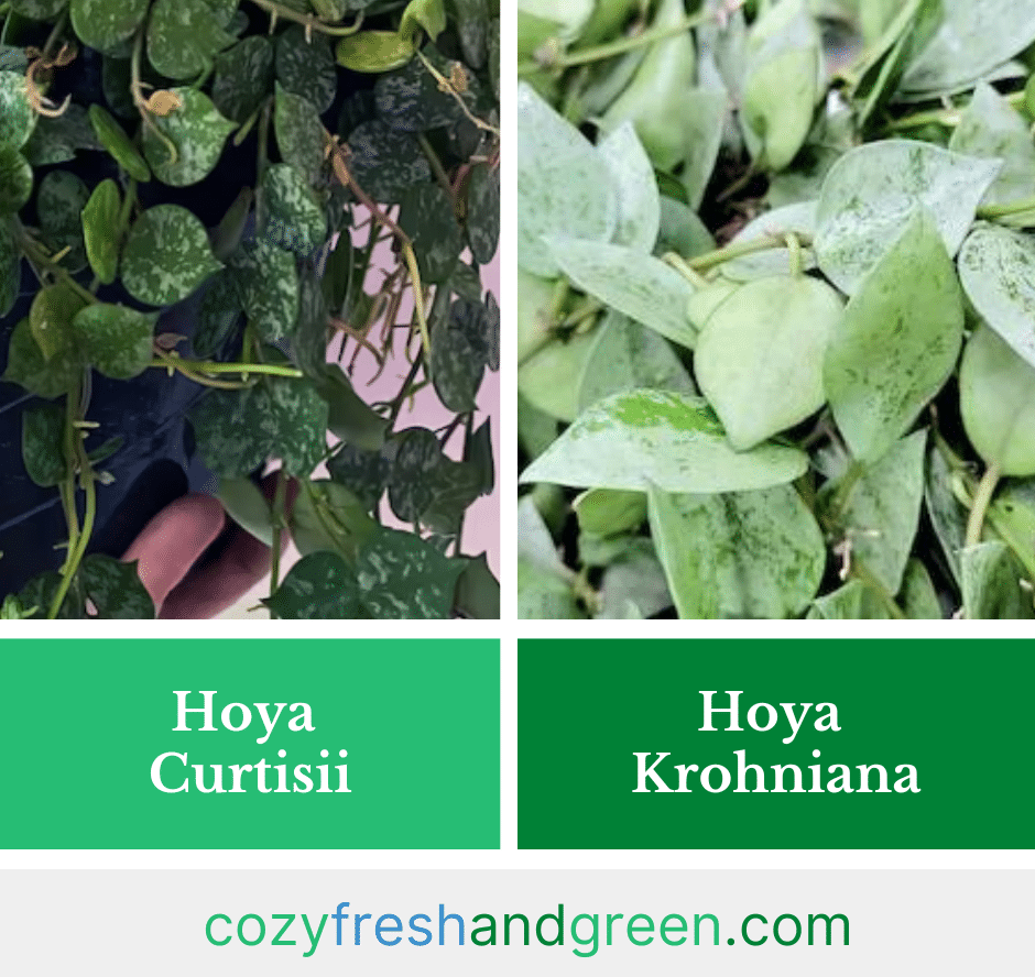 hoya curtisii vs. Krohniana